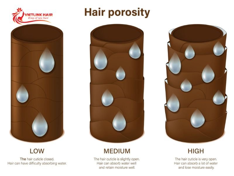 Hair porosity describes how readily hair absorbs and retains moisture.