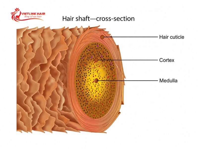 The cuticle, cortex, and medulla form the main structural regions of a hair strand.